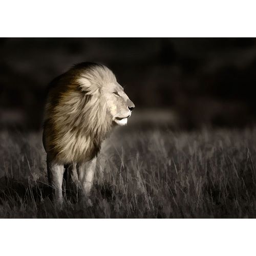 Kenya-Masai Mara National Reserve Abstract of male lion standing in field